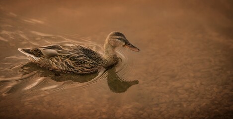 Duck Swimming In Pond