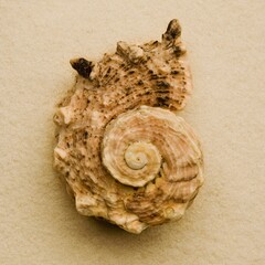 Seashell