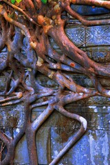 Detail Of Ta Prohm In Cambodia