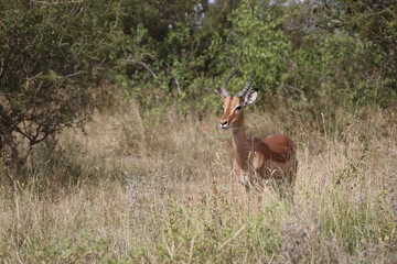 Schwarzfersenantilope / Impala / Aepyceros melampus