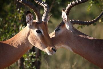Schwarzfersenantilope / Impala / Aepyceros melampus