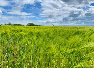 Getreide an einem windigen Tag im Mai in der Goldenen Aue