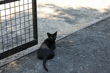 Homeless stray black kitten sittimg on the street