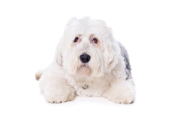 Old English Sheepdog On White Background