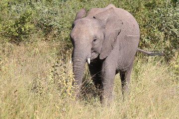 Obraz premium Afrikanischer Elefant / African elephant / Loxodonta africana