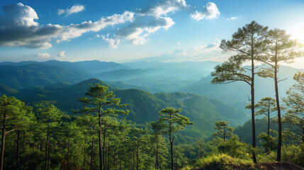 Obraz premium Landscape of towering pine trees in the mountain.