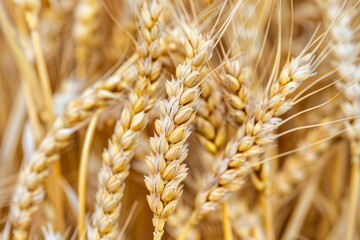 Close-up of golden wheat ears in a field, highlighting the detailed texture and rich color of the grain.
