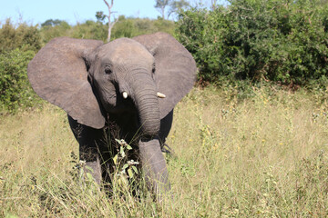 Fototapeta premium Afrikanischer Elefant / African elephant / Loxodonta africana..