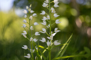 Cephalanthera longifolia, narrow-leaved helleborine, sword-leaved helleborine, long-leaved helleborine. Cephalanthera longifolia in the spring forest.