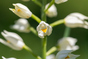 Cephalanthera longifolia, narrow-leaved helleborine, sword-leaved helleborine, long-leaved helleborine. Cephalanthera longifolia in the spring forest.