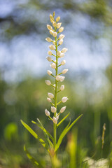 Cephalanthera longifolia, narrow-leaved helleborine, sword-leaved helleborine, long-leaved helleborine. Cephalanthera longifolia in the spring forest.