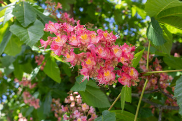 Red Aesculus  Carnea, or Red Horse-chestnut Flower