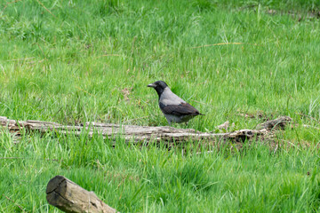 Hooded gray crow sits on stump rotten tree. Corvus cornix is eurasian bird species from the genus raven on lawn. Corvus corone cornix in wild. Also called the scald crow or hoodie. Passerine bird.