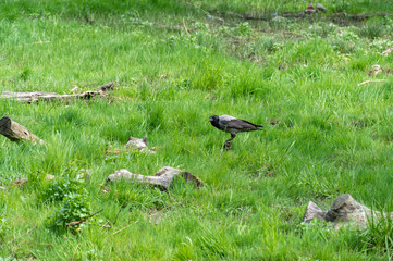 Hooded gray crow sits on stump rotten tree. Corvus cornix is eurasian bird species from the genus raven on lawn. Corvus corone cornix in wild. Also called the scald crow or hoodie. Passerine bird.