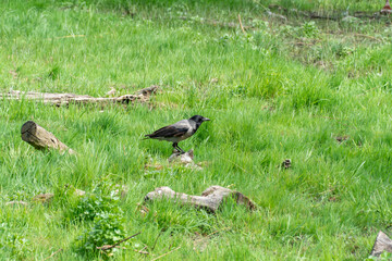 Hooded gray crow sits on stump rotten tree. Corvus cornix is eurasian bird species from the genus raven on lawn. Corvus corone cornix in wild. Also called the scald crow or hoodie. Passerine bird.