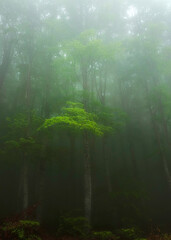 Obraz premium misty morning in the forest