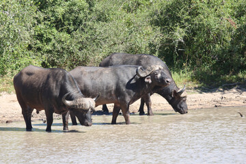 Kaffernb&uuml;ffel / African buffalo / Syncerus caffer