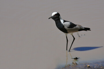 Waffenkiebitz / Blacksmith lapwing or Blacksmith plover / Vanellus armatus
