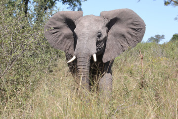 Afrikanischer Elefant / African elephant / Loxodonta africana