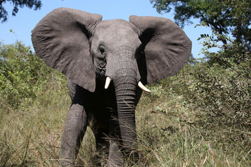 Afrikanischer Elefant / African elephant / Loxodonta africana