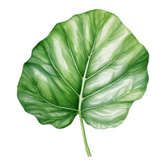 Alocasia Leaf, Tropical Leaf Illustration. Watercolor Style. AI Generated