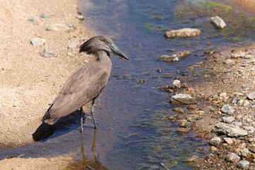 Hammerkopf / Hamerkop / Scopus umbretta