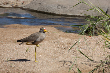 Senegalkiebitz / African wattled plover / Vanellus senegallus