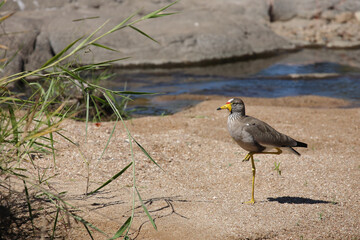 Senegalkiebitz / African wattled plover / Vanellus senegallus