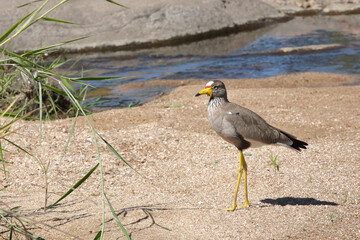 Senegalkiebitz / African wattled plover / Vanellus senegallus
