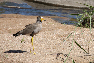 Senegalkiebitz / African wattled plover / Vanellus senegallus