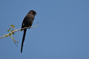 Schachwürger / Long-tailed shrike - Magpie shrike / Lanius schach.