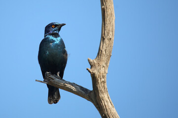 Rotschulter-Glanzstar/ Cape glossy starling or Red-shouldered starling / Lamprotornis nitens