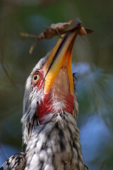 Gelbschnabeltoko / Southern yellow-billed hornbill / Tockus leucomelas..