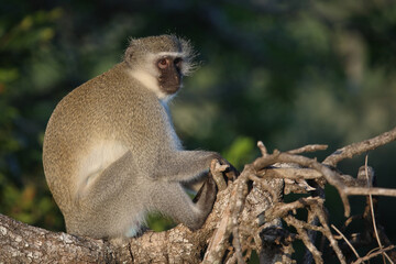 Grüne Meerkatze / Vervet monkey / Cercopithecus aethiops .