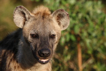 Tüpfelhyäne / Spotted hyaena / Crocuta crocuta...