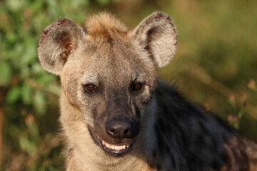 Tüpfelhyäne / Spotted hyaena / Crocuta crocuta...