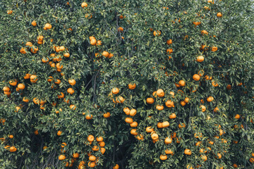 Abundant orange tree in a Mediterranean grove
