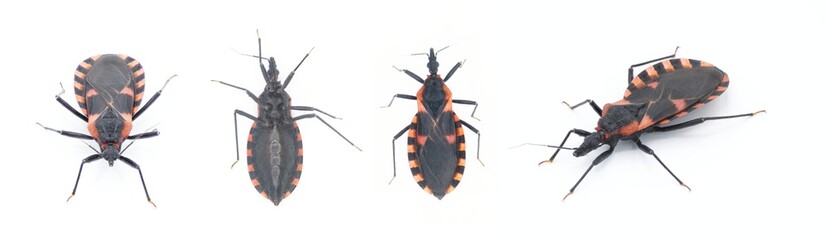 Eastern Bloodsucking Conenose Kissing bed Bug - Triatoma sanguisuga - an insect transmits Chagas disease - Trypanosoma cruzi - which bite humans in the face, around the mouth or eyes, four views