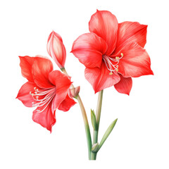 Amaryllis, Tropical Flower Illustration. Watercolor Style. AI Generated