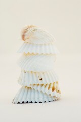 Stack Of Seashells