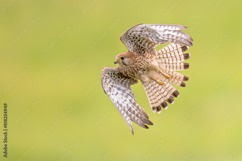 Poster common kestrel flying female