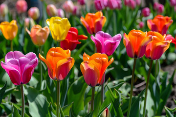 red and yellow tulips