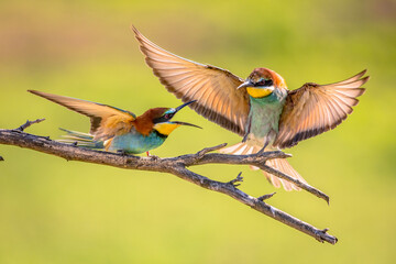 Bee Eater fighting on blurred background