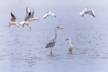 Birds fishing in Ebro Delta