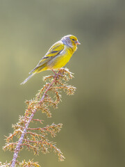 Citril finch perched on branch