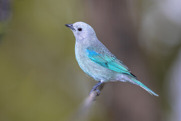 Blue gray tanager on branch