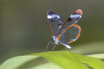 Glasswing butterfly Greta oto