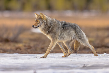 Eurasian Wolf walking in snow