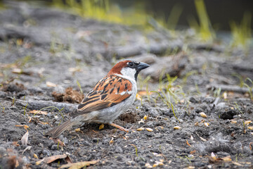 A male house sparrow stands on the ground near the seeds perpendicular to the camera lens on a spring day. 