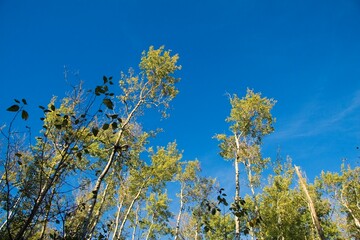 Obraz premium Woodland Trees Against Blue Sky